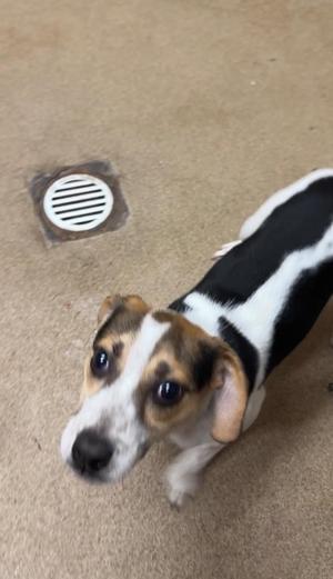Pixie Dust, Beagle, puppy, available for adoption
