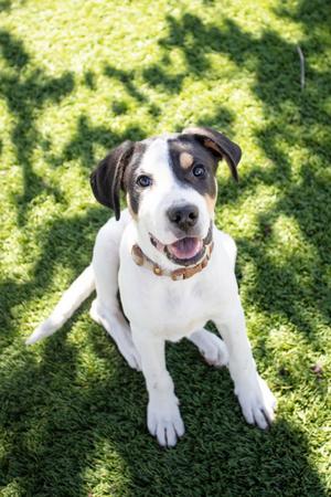 Casanova, Terrier Mix, puppy, available for adoption