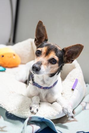 Panda, Chihuahua - Smooth Coated Mix, senior, available for adoption