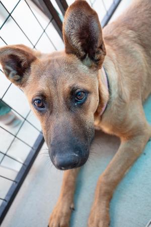 A close-up, slightly angled shot of a brown dog with large ears looking directly at the camera.