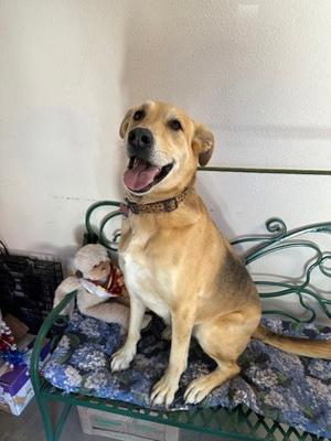 Echo, German Shepherd Dog and Great Pyrenees, adult, available for adoption