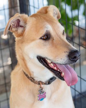 Echo, German Shepherd Dog and Great Pyrenees, adult, available for adoption