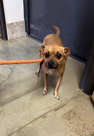 Frida Marie, Chihuahua - Smooth Coated Mix, adult, available for adoption