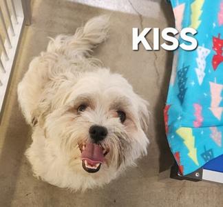A fluffy white dog with its tongue out, looking up at the camera. The word "KISS" is written in white text above the dog's head. The dog is lying on a brown surface next to a colorful blanket with a pattern of blue, red, and green shapes.