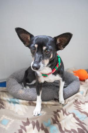 Chloe Anne, Chihuahua - Smooth Coated Mix, senior, available for adoption