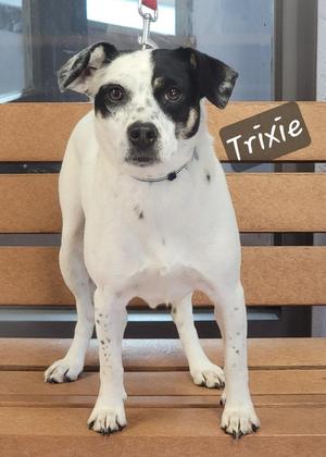 Trixie, Fox Terrier, adult, available for adoption