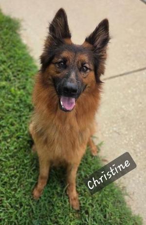 Christine, German Shepherd Dog, adult, available for adoption
