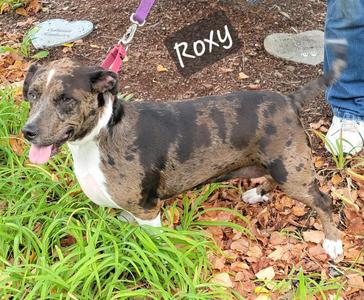 Roxy, Australian Cattle Dog / Blue Heeler, young, available for adoption