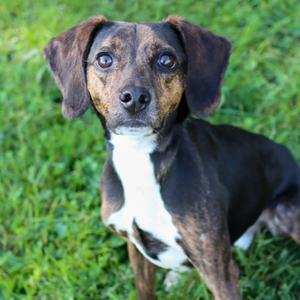 Albus, Beagle Mix, adult, available for adoption