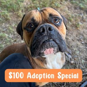 Rock, Boxer Mix, adult, available for adoption