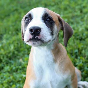 Frosted Flakes, Hound Mix, puppy, available for adoption