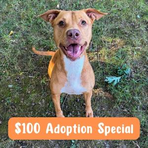 Ruby, American Pit Bull Terrier Mix, adult, available for adoption
