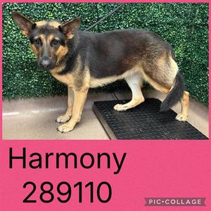 HARMONY, German Shepherd Dog, young, available for adoption