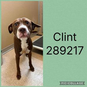 CLINT, Labrador Retriever, young, available for adoption