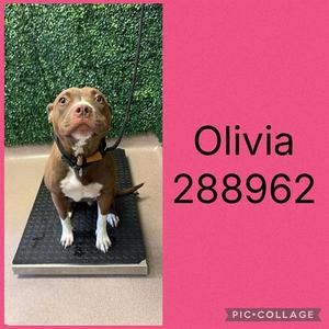 OLIVIA, Pit Bull Terrier, young, available for adoption
