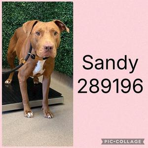 SANDY, Labrador Retriever, young, available for adoption