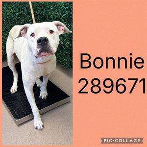 A white dog standing on a black mat, with the name "Bonnie" and the number "289671" written on the right side of the image.