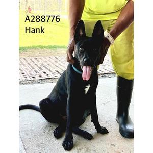 HANK, German Shepherd Dog, young, available for adoption