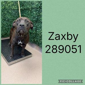 ZAXBY, Labrador Retriever, adult, available for adoption
