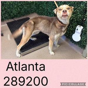 ATLANTA, Siberian Husky, young, available for adoption