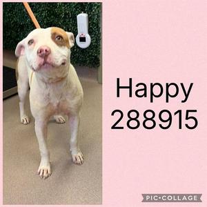 HAPPY, Pit Bull Terrier, young, available for adoption