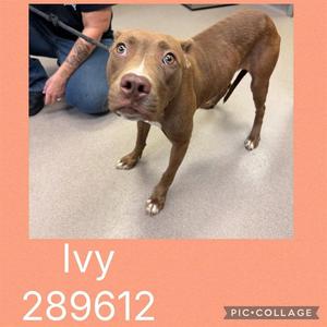 LEXIE, Pit Bull Terrier, adult, available for adoption