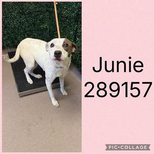 JUNIE, Pit Bull Terrier, young, available for adoption