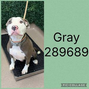 GRAY, Pit Bull Terrier, adult, available for adoption
