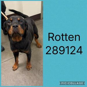 ROTTEN, Rottweiler, adult, available for adoption