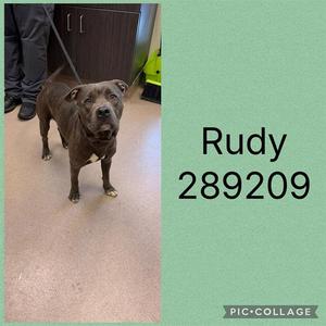 RUDY, Pit Bull Terrier, adult, available for adoption