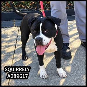 SQUIRRELY, Boston Terrier, young, available for adoption