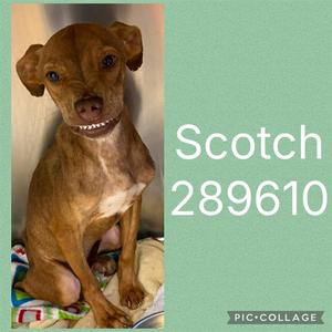 SCOTCH, Pit Bull Terrier, young, available for adoption