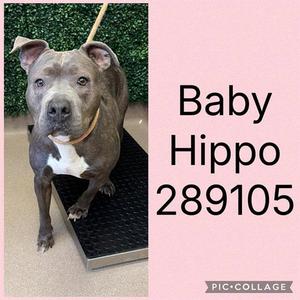 BABY HIPPO, Pit Bull Terrier, adult, available for adoption