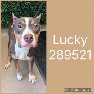 LUCKY, Pit Bull Terrier, adult, available for adoption