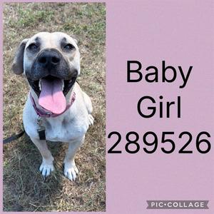 A white dog with a pink tongue sticking out, sitting on grass. The dog has a collar and leash. Text on the right side reads "Baby Girl 289526".