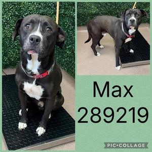 MAX, Labrador Retriever, adult, available for adoption