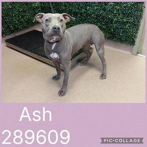 ASH, Pit Bull Terrier, adult, available for adoption