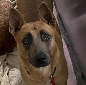 Lola, German Shepherd Dog / Pit Bull Terrier, adult, available for adoption