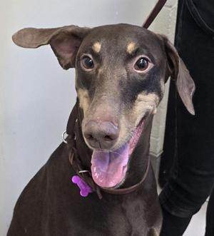 Summer, Doberman Pinscher, adult, available for adoption