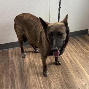 Rocket, Belgian Shepherd / Sheepdog, adult, available for adoption