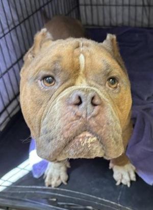 Fuego, American Bully, adult, available for adoption