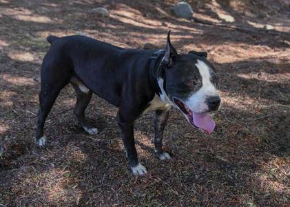 A black and white dog with a pink tongue sticking out, standing on a dirt ground with trees in the background.