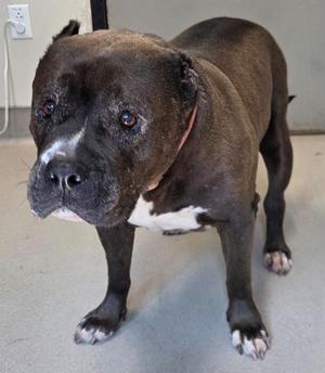 A black and white dog standing on a concrete floor.