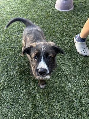 A small puppy with a black and brown coat and a white stripe on its face is standing on green artificial grass. A person's foot in a white sandal is visible in the background.