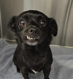 A black dog with large eyes and a slightly open mouth, showing its teeth, sitting on a gray blanket.