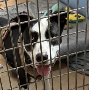 Koda, Pit Bull Terrier / Siberian Husky, young, available for adoption