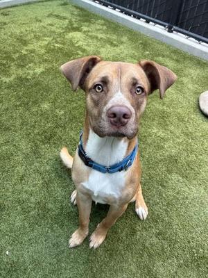 A brown and white dog with floppy ears sitting on green artificial grass, wearing a blue collar.
