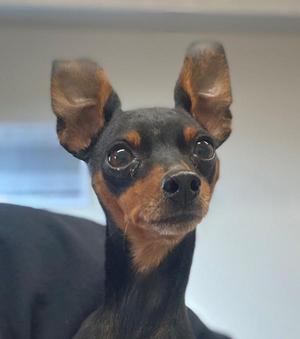 Loki, Miniature Pinscher, senior, available for adoption
