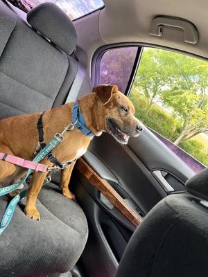 Alligator, Pit Bull Terrier, adult, available for adoption