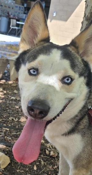 A close-up of a husky dog with blue eyes and a pink tongue sticking out, standing outdoors.